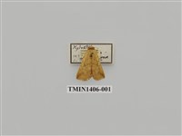 藏品(夜蛾科)的圖片